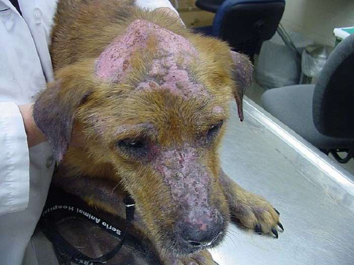 640px Pemphigus foliaceus dog 1 b896fa5999994cc4bd1e309a1f3a5eac 1