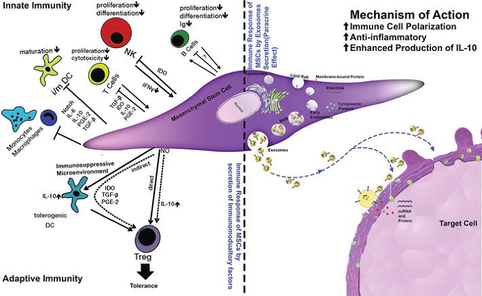 Modulating the Immune Response with Stem Cells