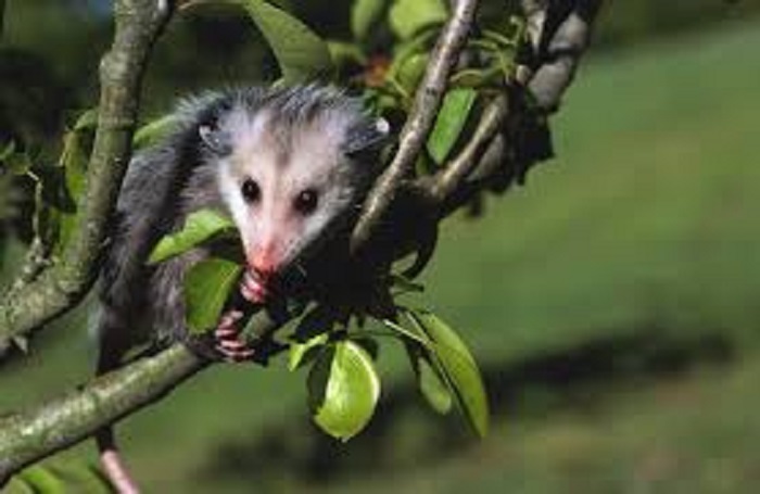 do opossums carry diseases 1