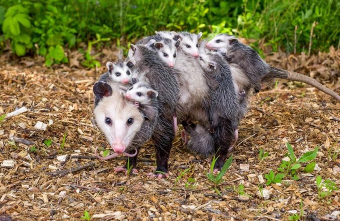 do opossums carry diseases e1710925317875